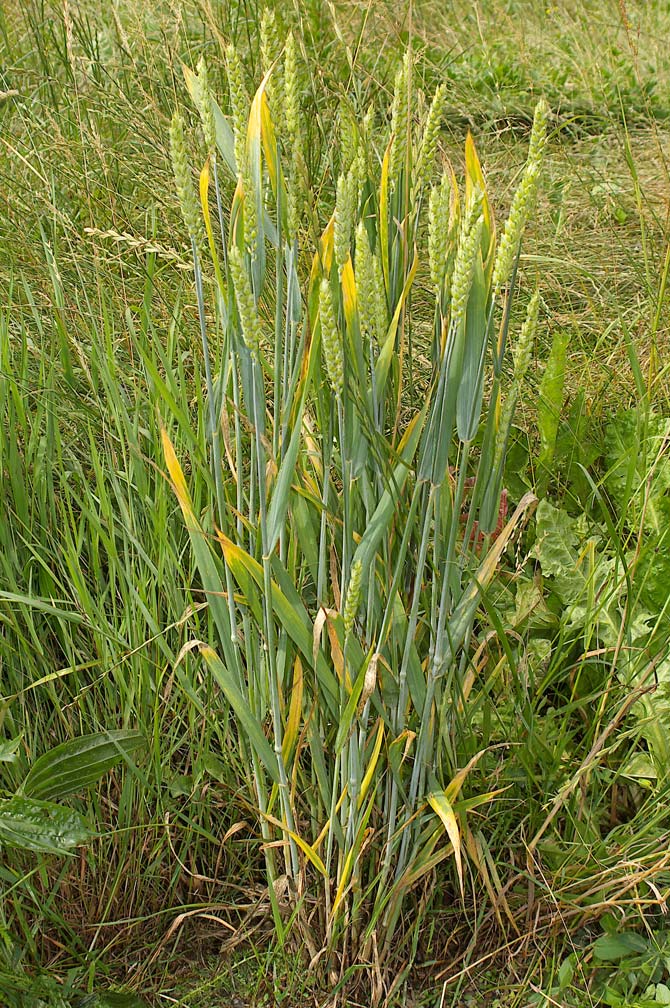 Triticum aestivum / Frumento tenero